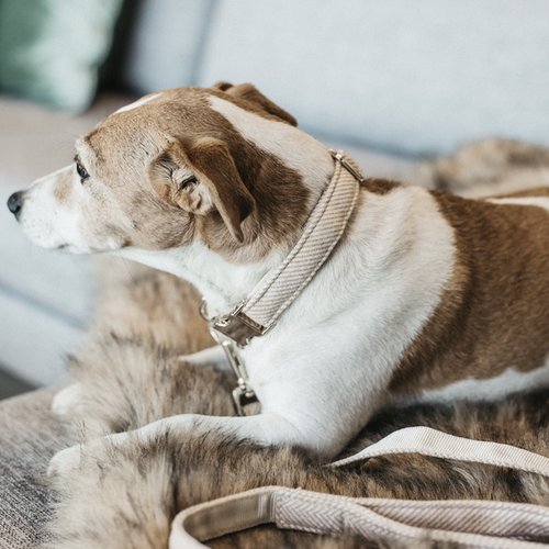 Kentucky - Dog Collar Wool - Beige
