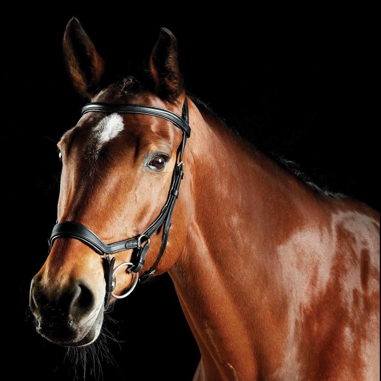 Collegiate - ComFiTec Daina Bridle - Black