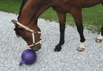 Horse Play Ball