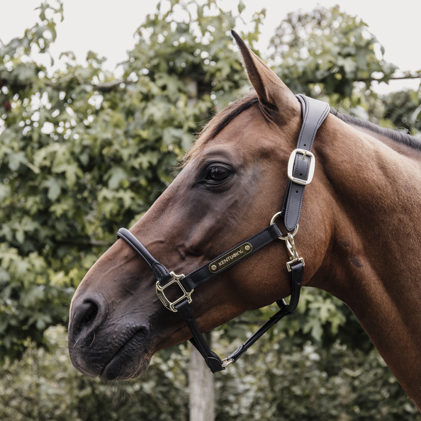 Anatomic Leather Halter - Black Cob