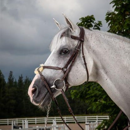 Hunter Fig 8 Noseband Bridle - Brown