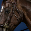 US Jumping Hackamore Bridle - Brown